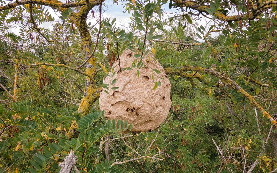 asian,hornet,vespa,velutina,invasive,species,nest,in,a,tree