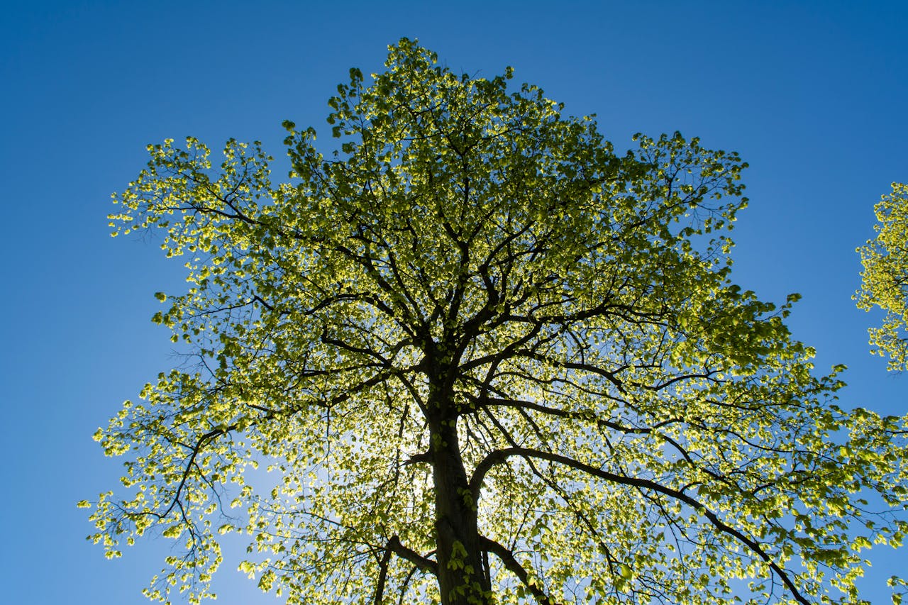 Low angle view of a tree with fresh green leaves backlit by sunlight, capturing the essence of spring.