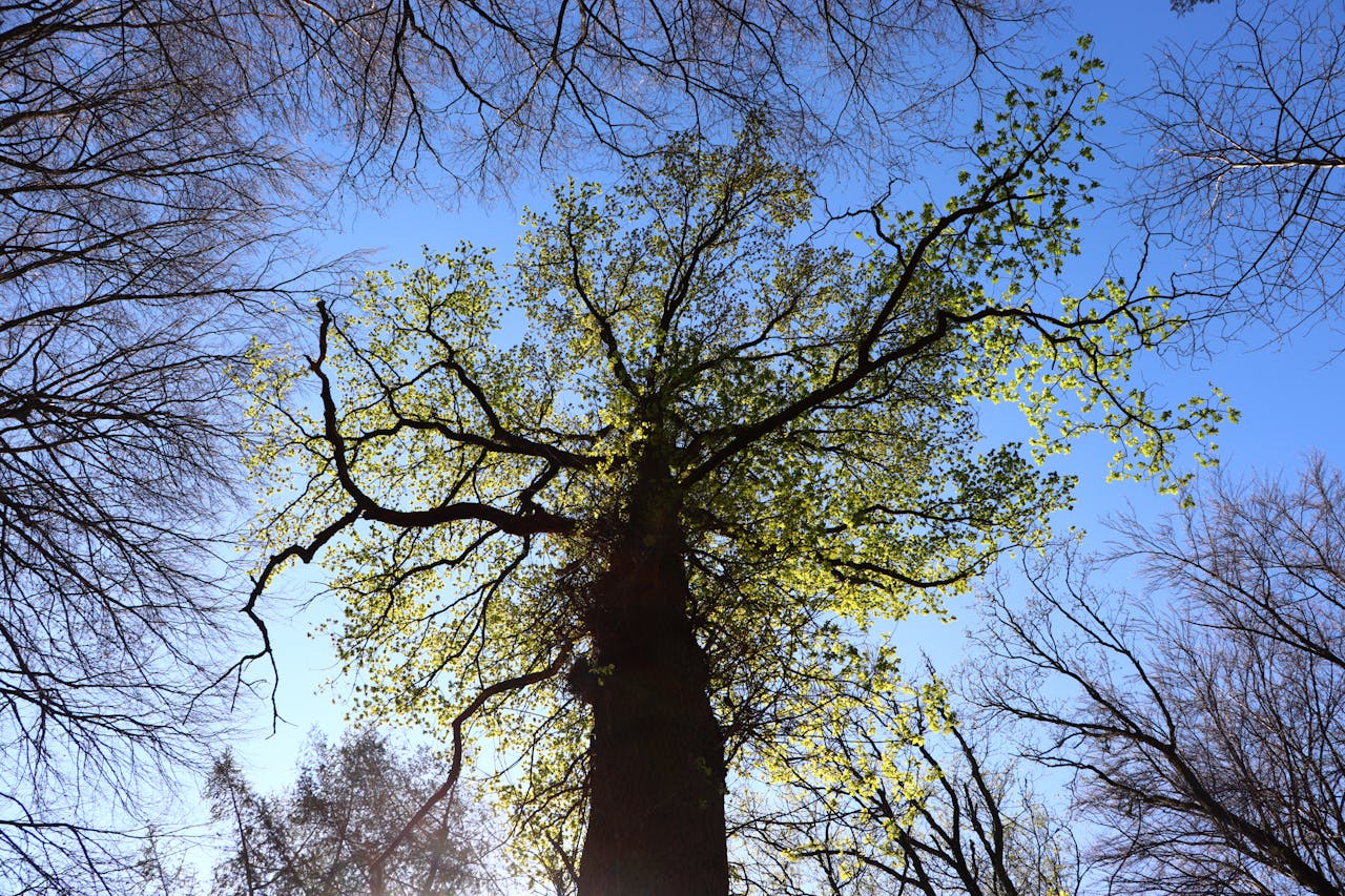 A low-angle view of a tall tree with fresh green leaves against a clear blue sky.