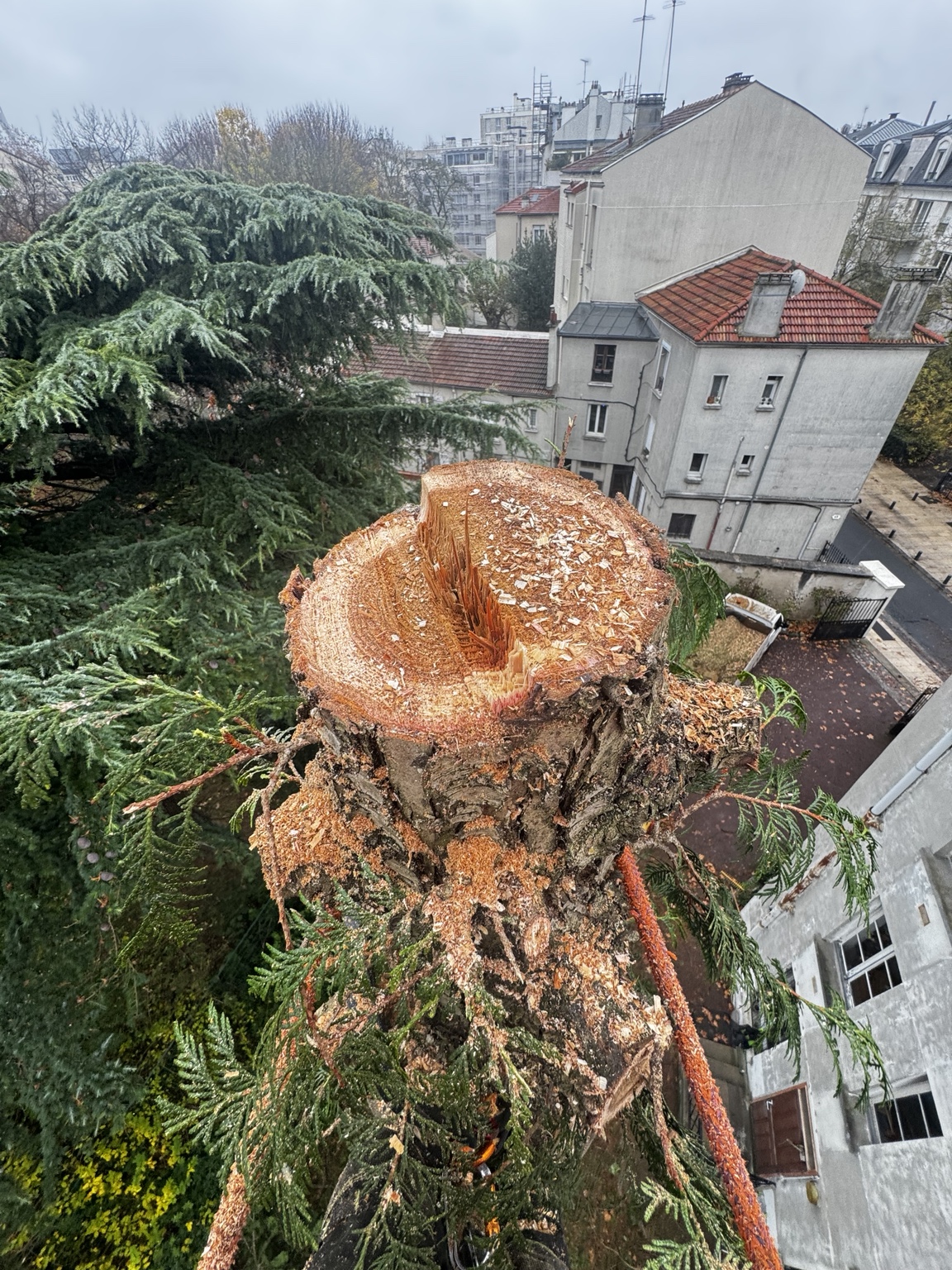 Détail du tronc en cours de démontage